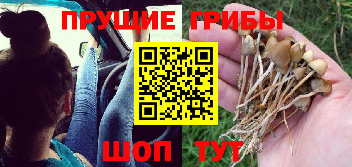 Елец  Галлюциногенные грибы Psilocybine cubensis  Вход с VPN 
